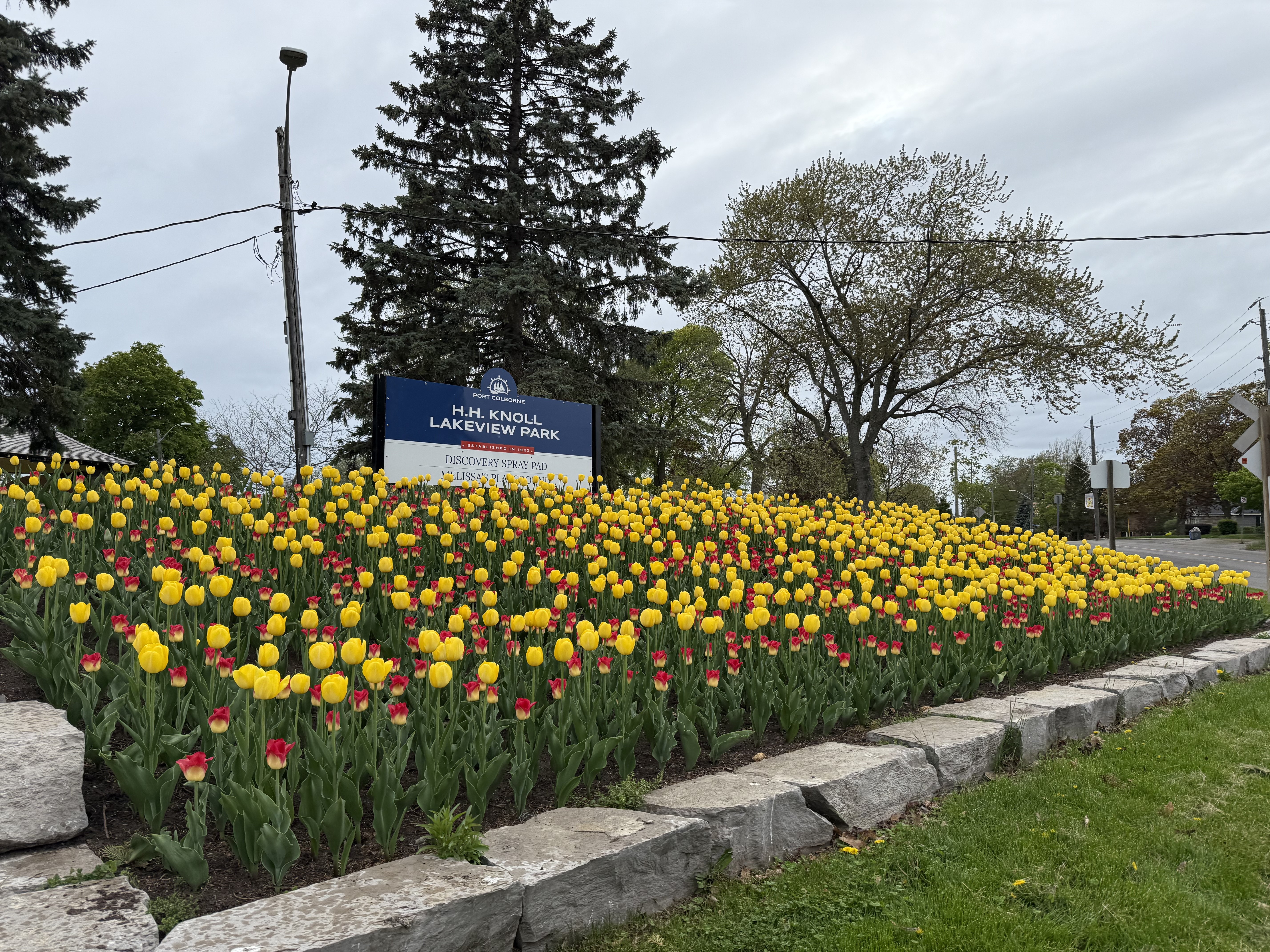 Tulips