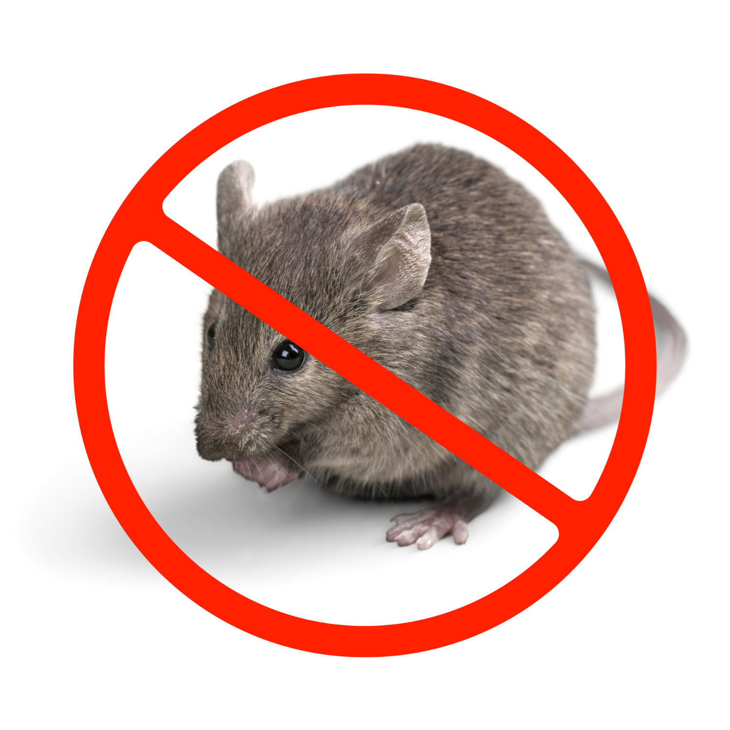 No rodents