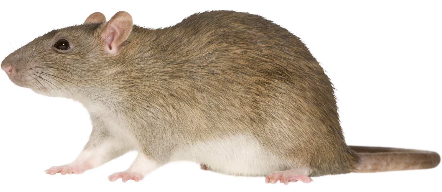 Rodent