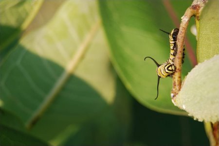 Caterpillar on weaver