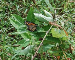Image of Monarch butterfly laying eggs on a milkweed plant