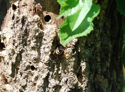 Image of a wild bee using a bee box