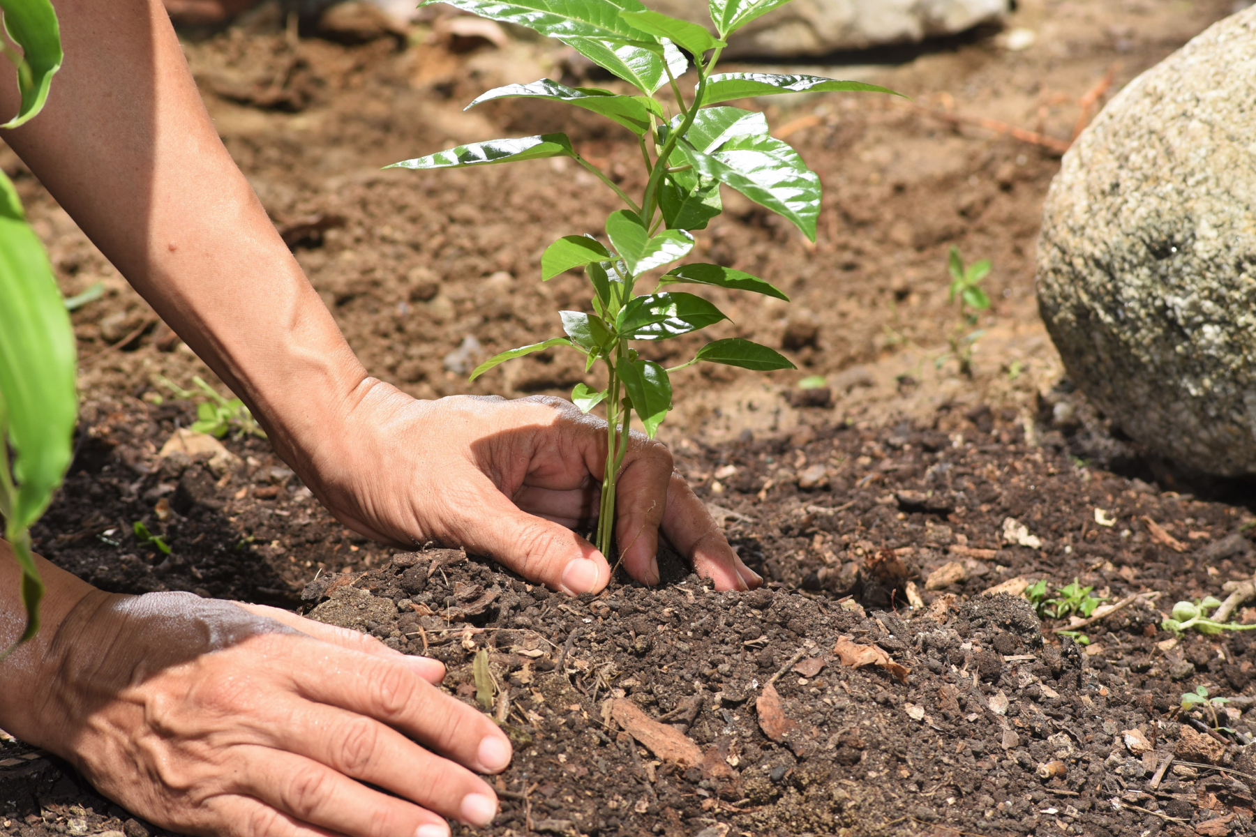 Planting tree