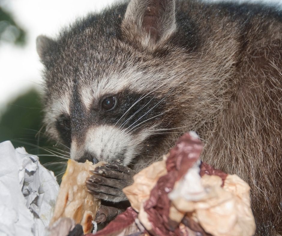 racoon