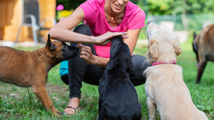 A person kneels in a grassy area, interacting with three attentive dogs.