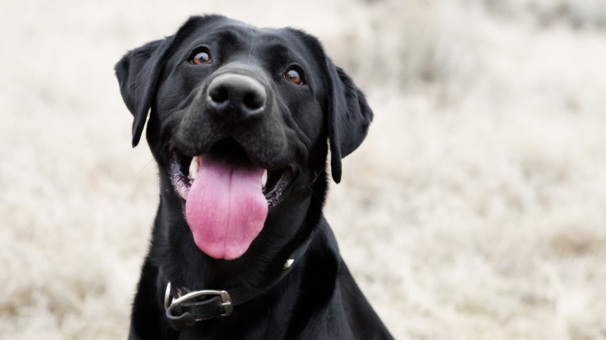 Black dog with a joyful expression, tongue out, against a soft, frosty background.