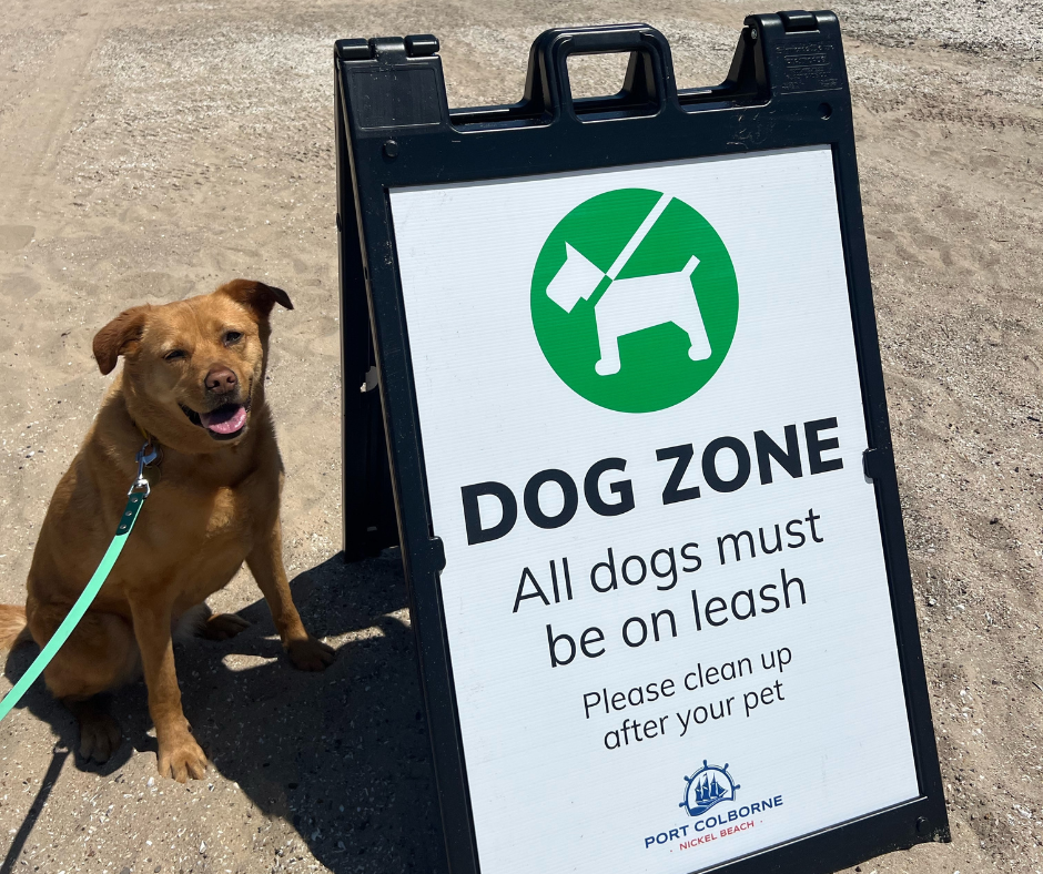 A dog sits beside a sign that reads "Dog Zone," instructing leash and clean-up rules.