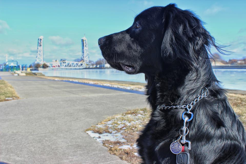 Black dog with a collar gazing towards a bridge over a river, with a clear blue sky.