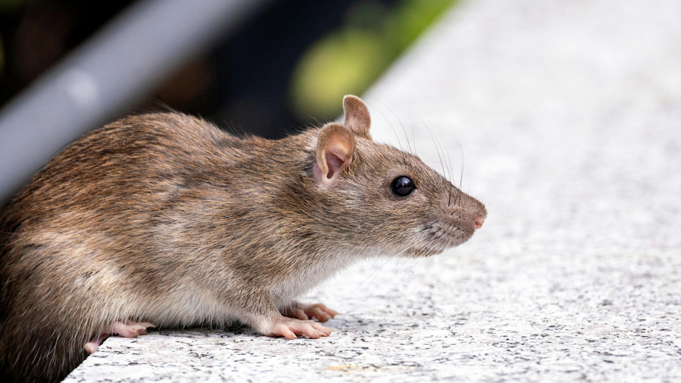 Brown rat seated on a ledge, with soft shadows and blurred greenery in the background.